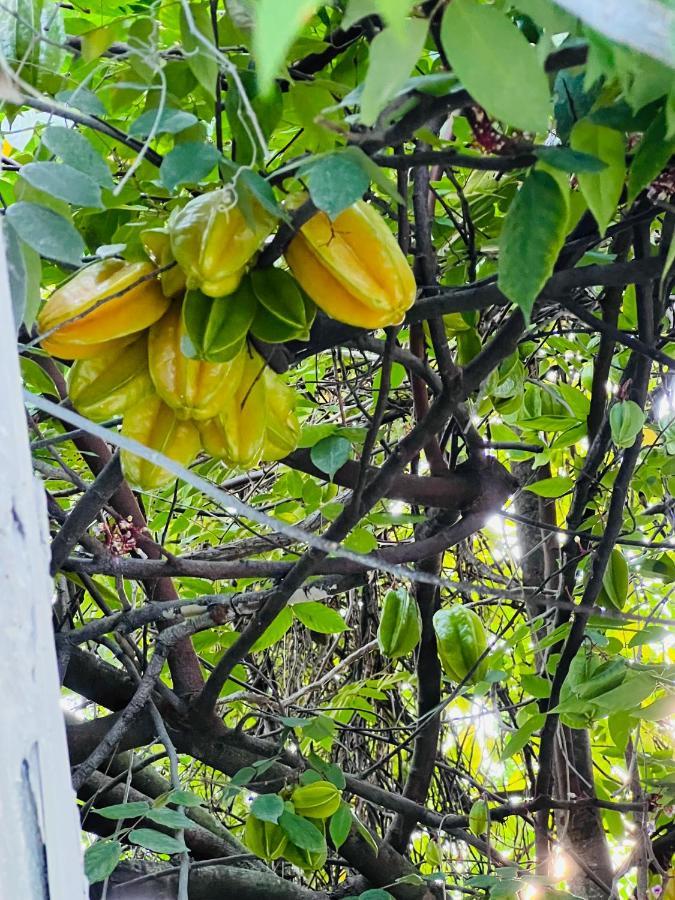 3Bdrm Fruit Tree Home Near Downtown Orlando Buitenkant foto