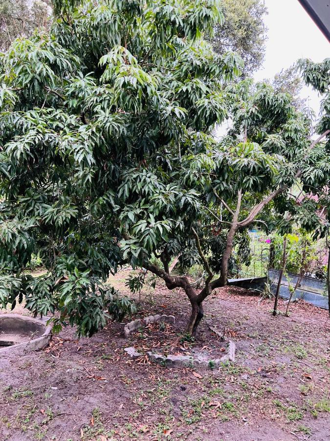 3Bdrm Fruit Tree Home Near Downtown Orlando Buitenkant foto
